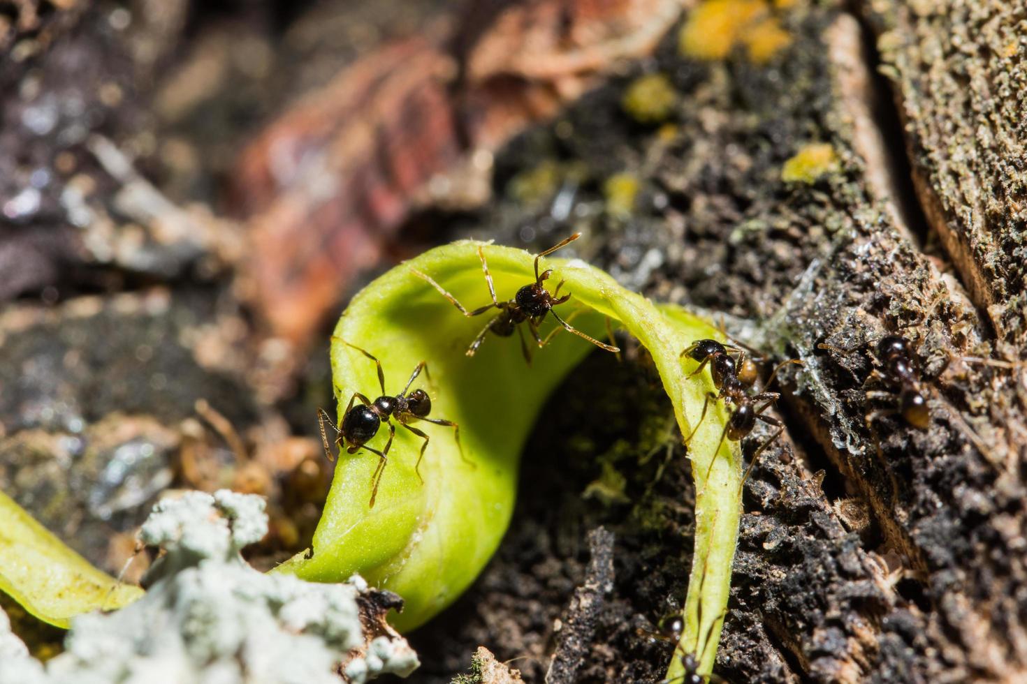 Ants on a tree, close-up photo