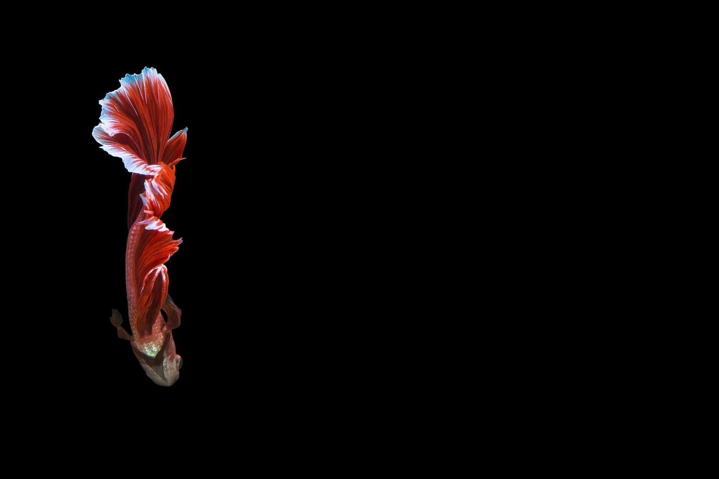 Betta splendens on black background photo