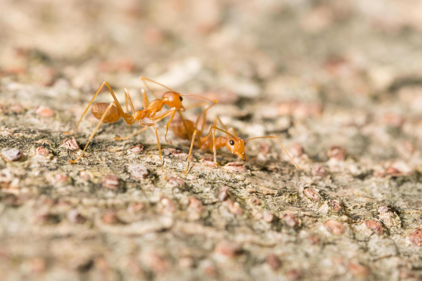 Red ants on a tree photo