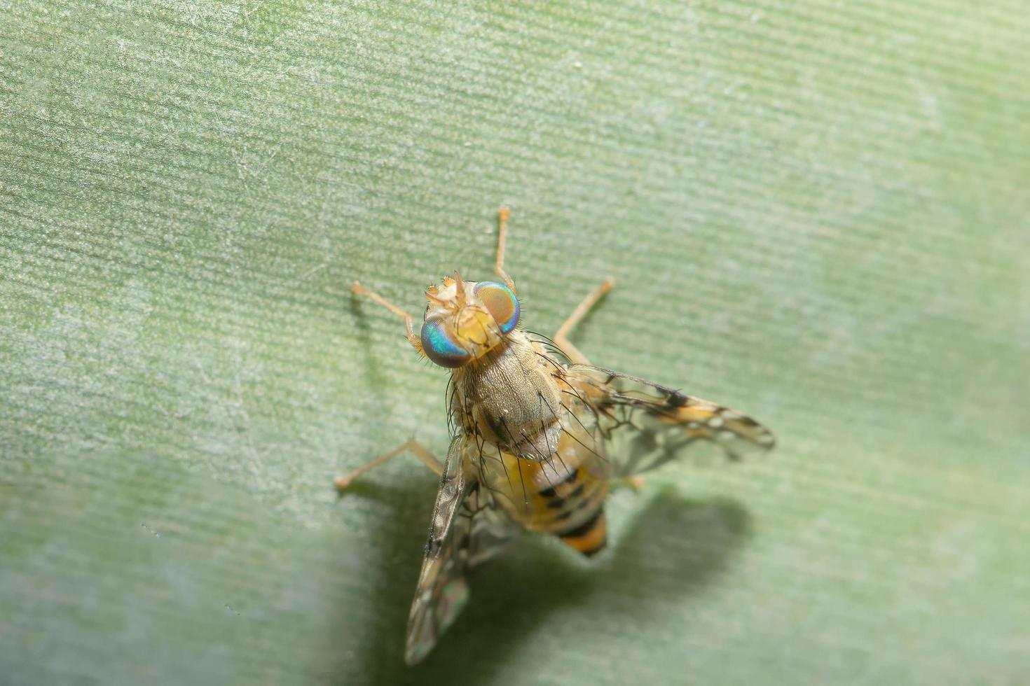 Drosophila melanogaster en una hoja foto