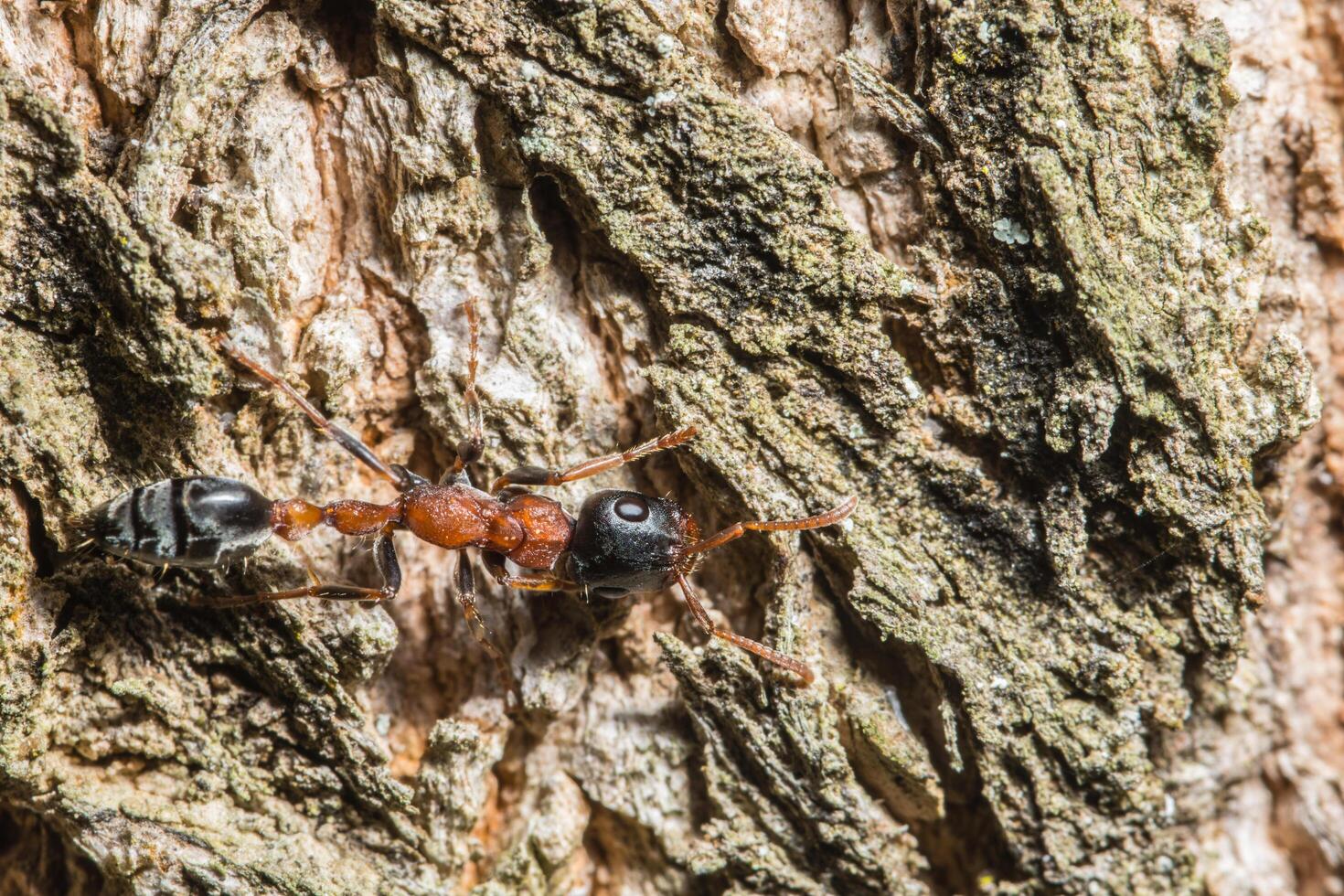 Ant on a tree, close-up photo