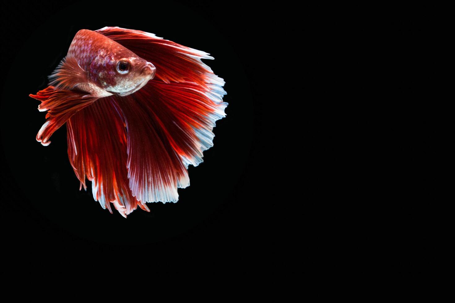 Betta splendens sobre fondo negro foto