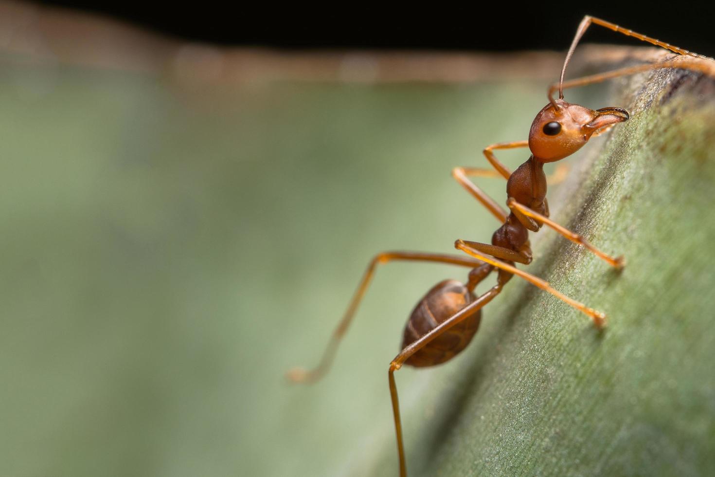 Red ant on a leaf photo