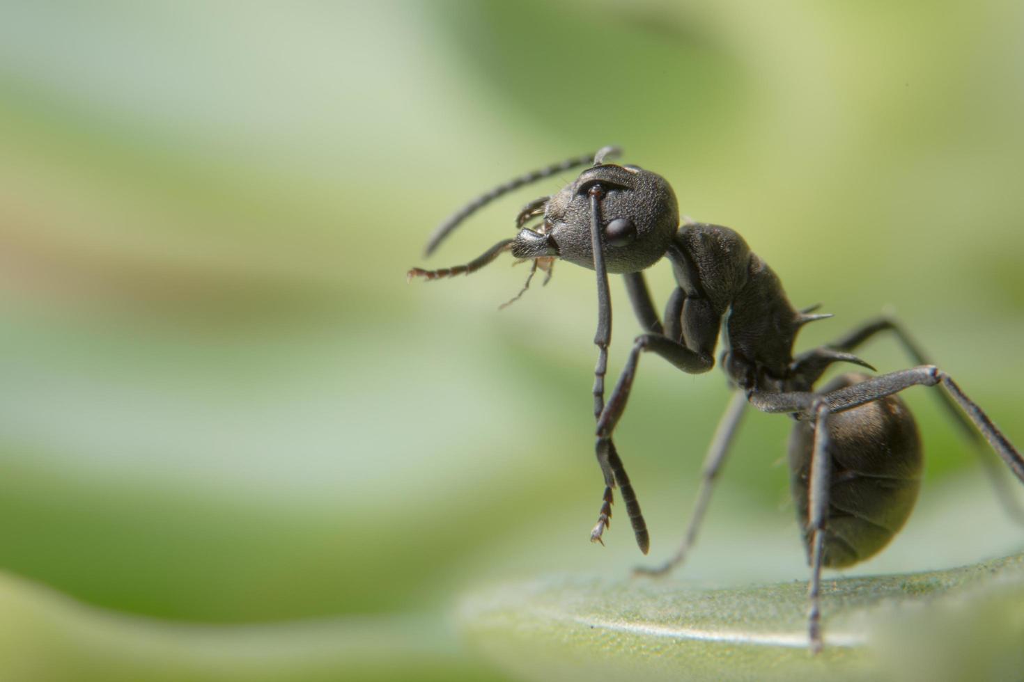 hormiga negra en una hoja foto