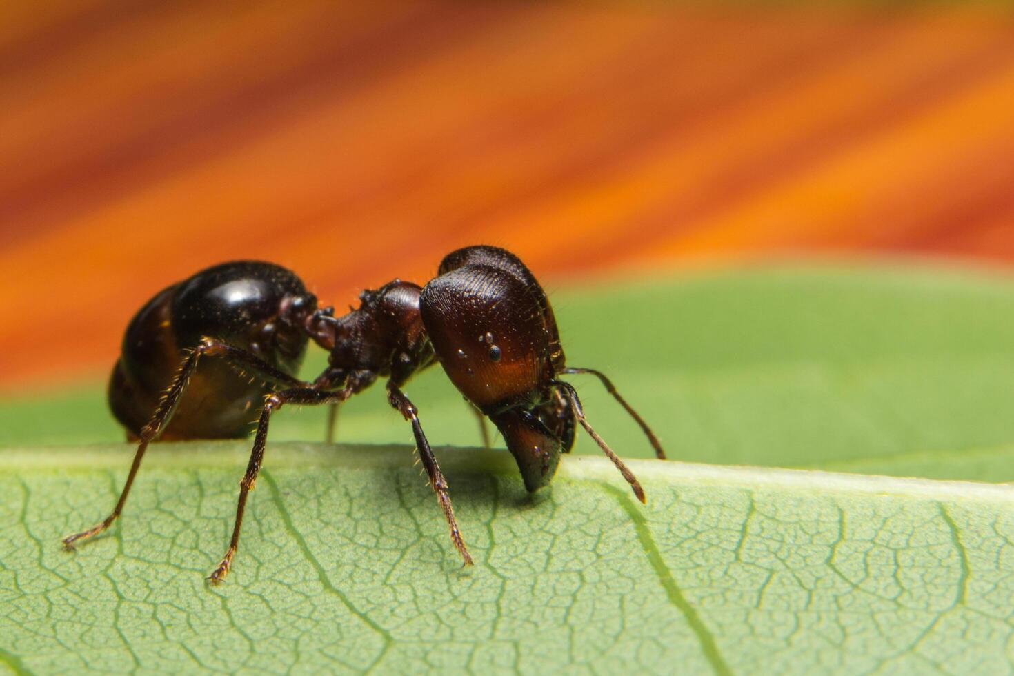 Pheidole jeton driversus hormiga en una hoja foto