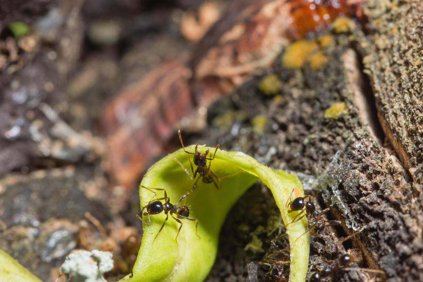Ants on a tree, close-up photo
