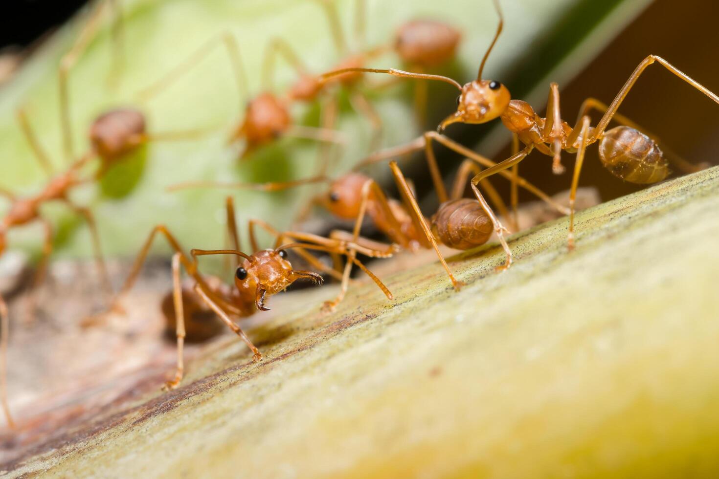 Red ant on a leaf photo