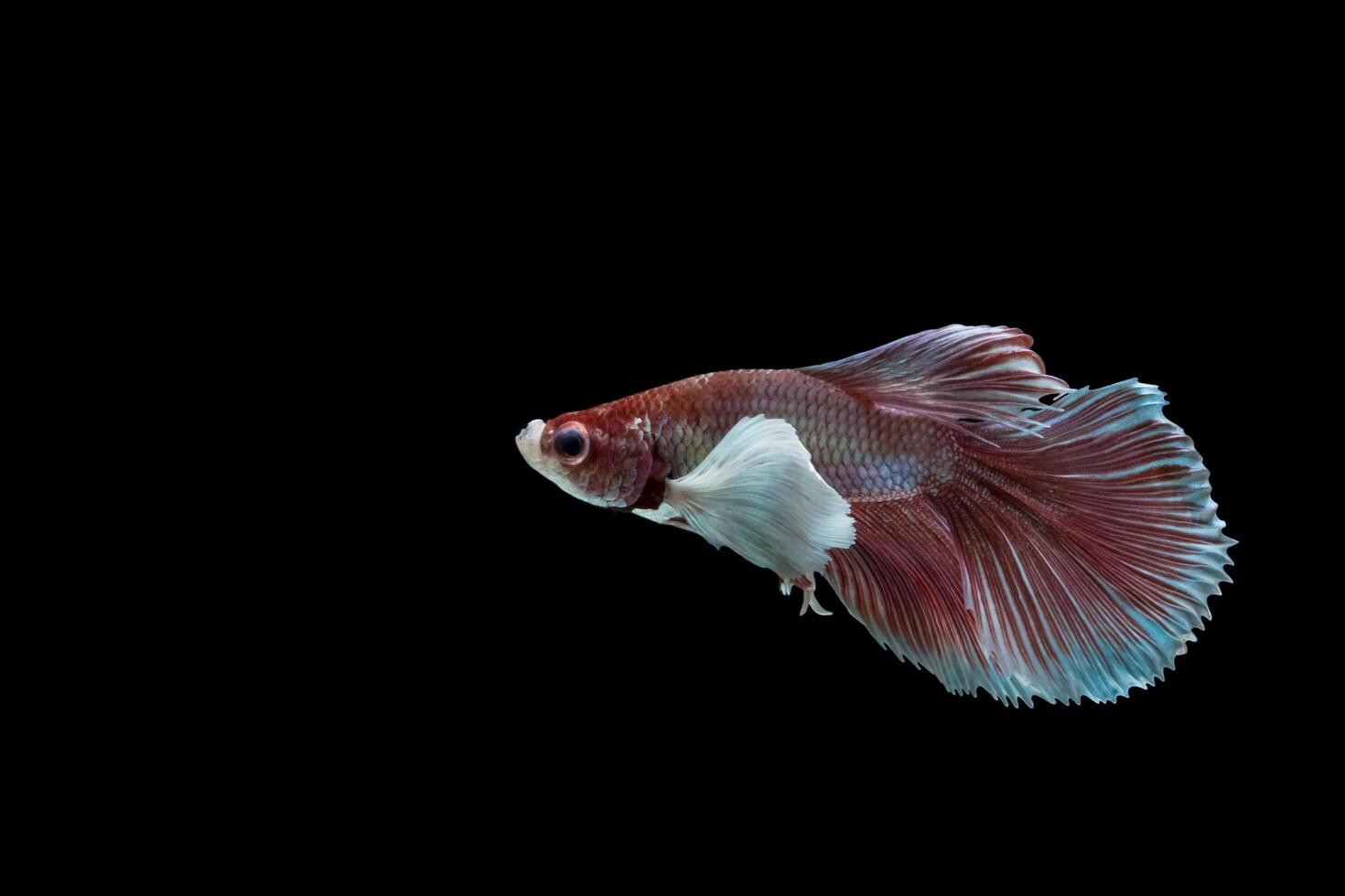 Betta splendens on black background photo