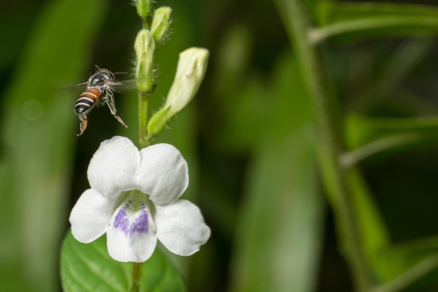 abeja volando en una flor foto