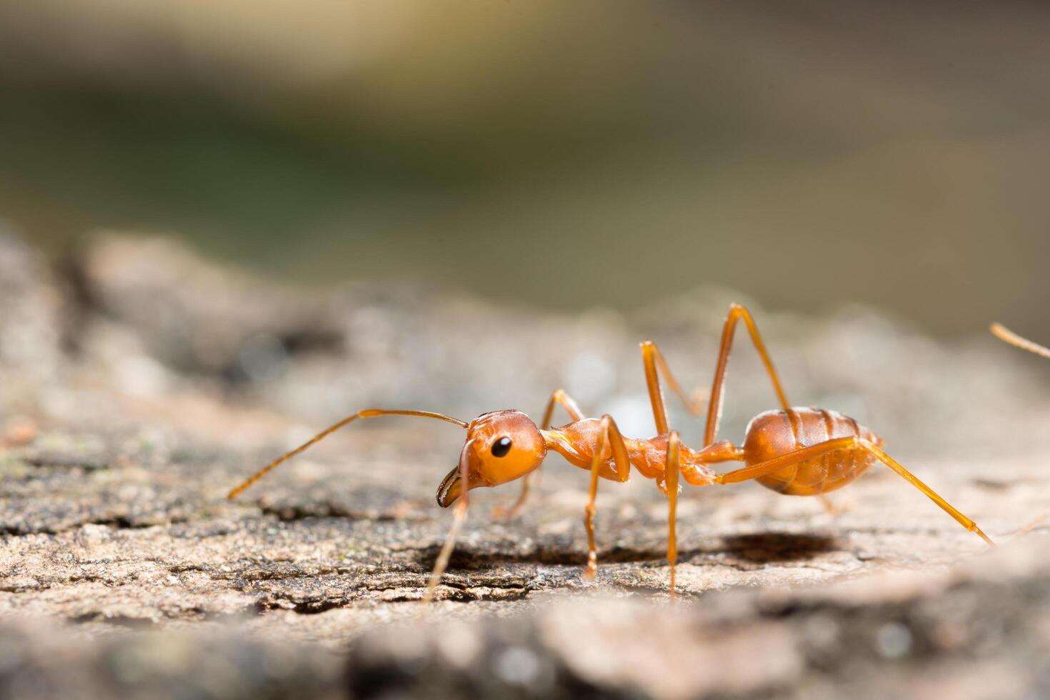 Ant on a tree, close-up photo