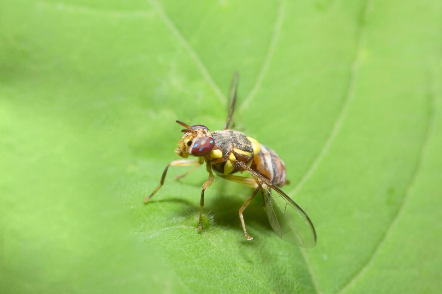 mosca de la fruta en una hoja foto