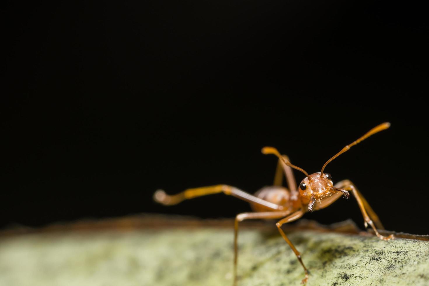 Red ant on a plant photo