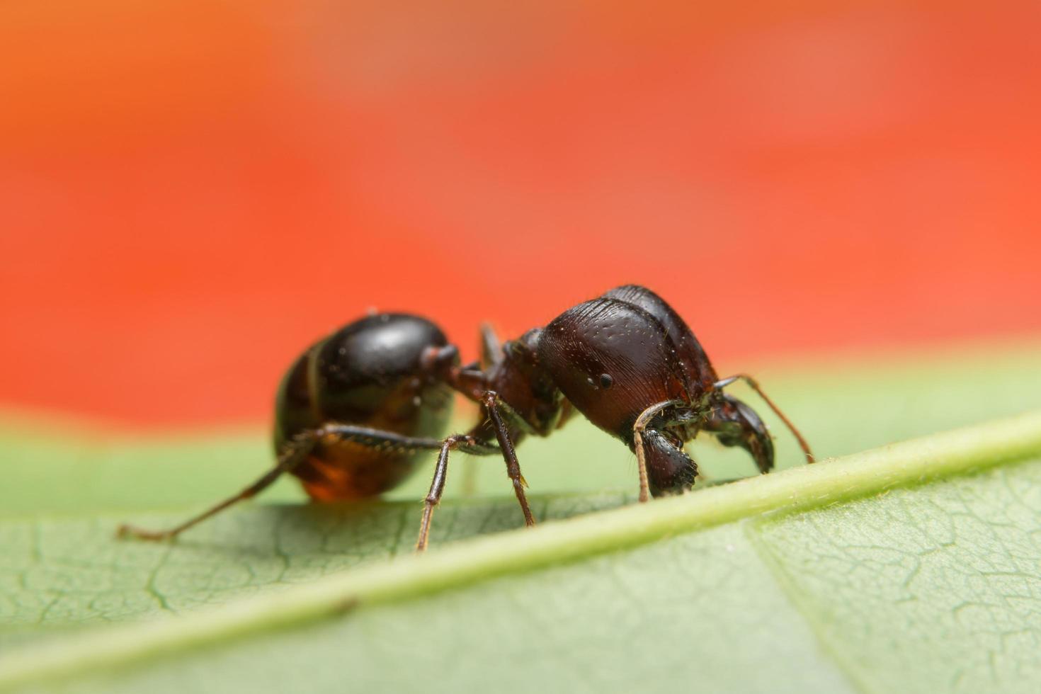 Pheidole jeton driversus ant on a leaf photo