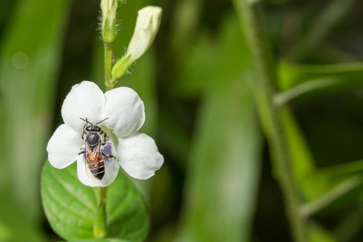 abeja en una flor foto