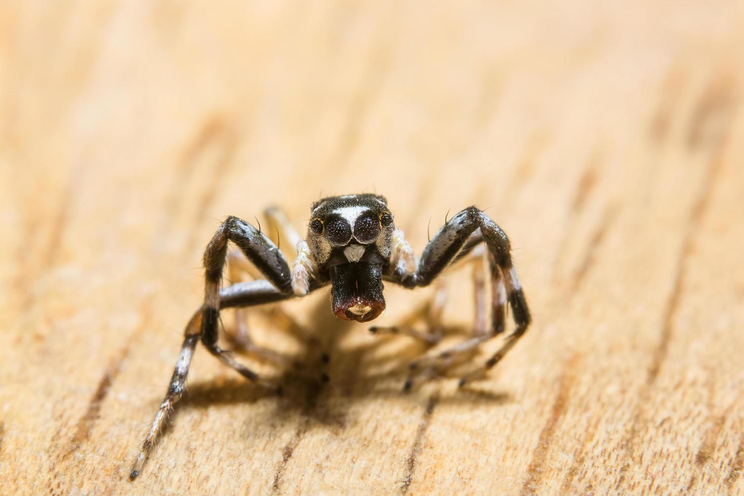 araña en un tronco foto