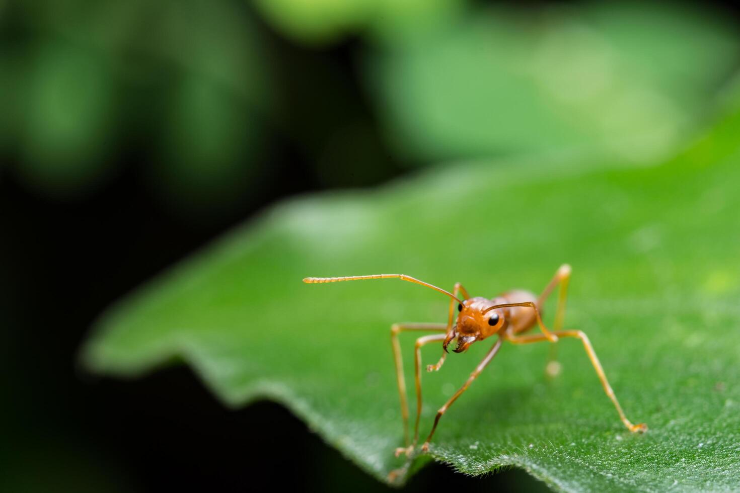 Red ant on a leaf photo