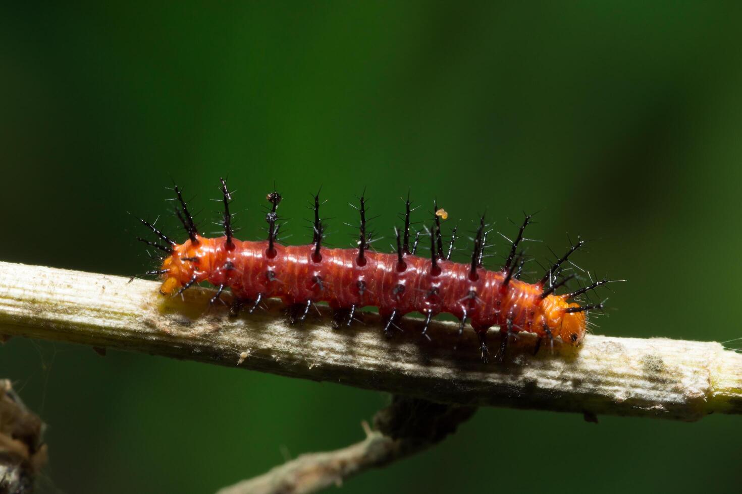 primer plano de oruga roja foto