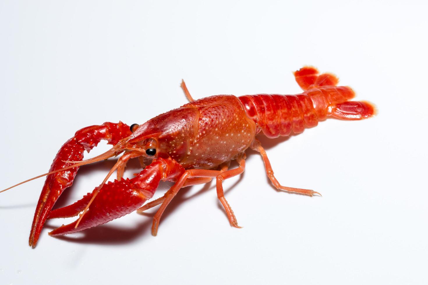 Crayfish on white background photo