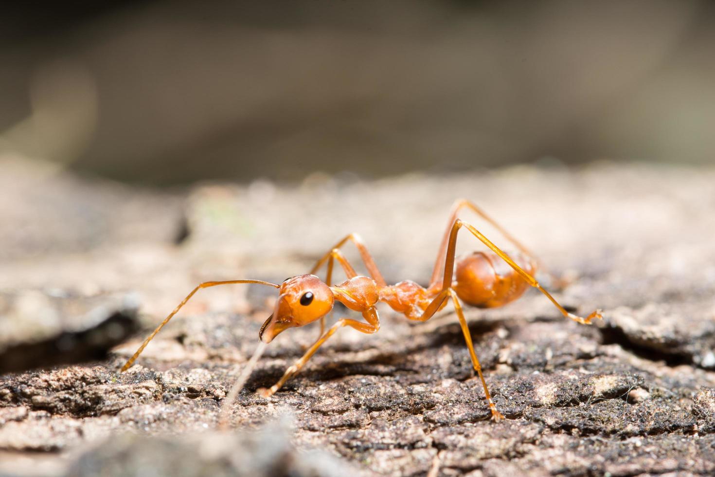 Red ant close-up photo