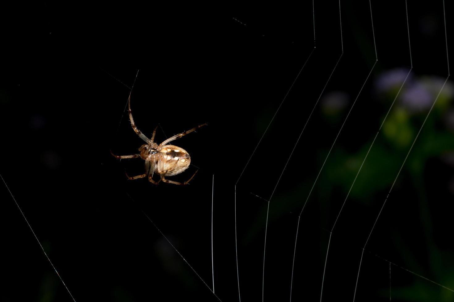 araña en la telaraña foto