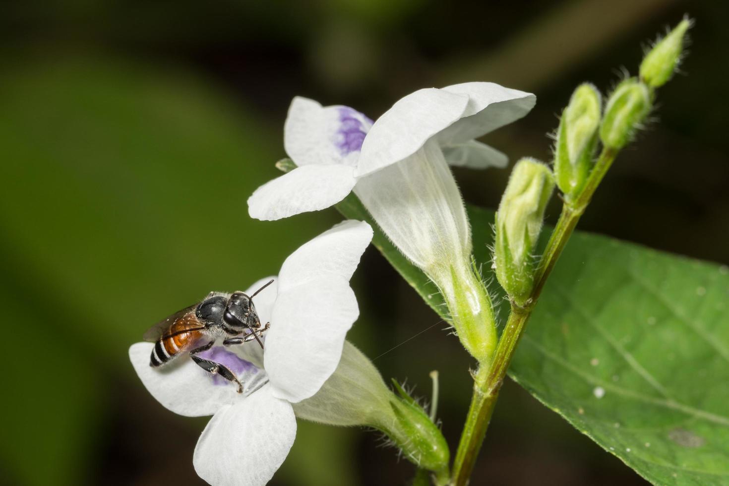 abeja en una flor foto