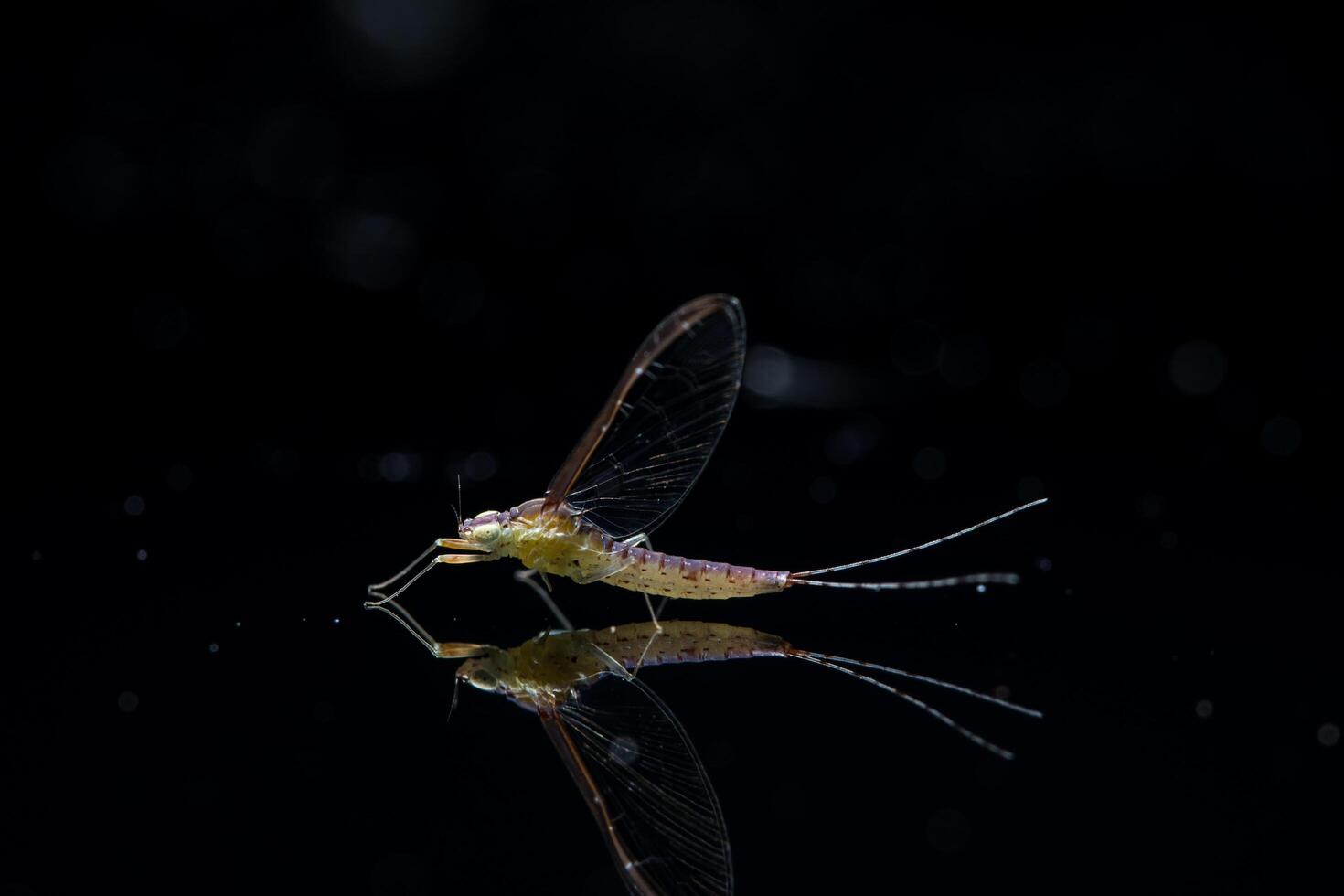 Ephemeroptera sobre fondo de cristal negro foto