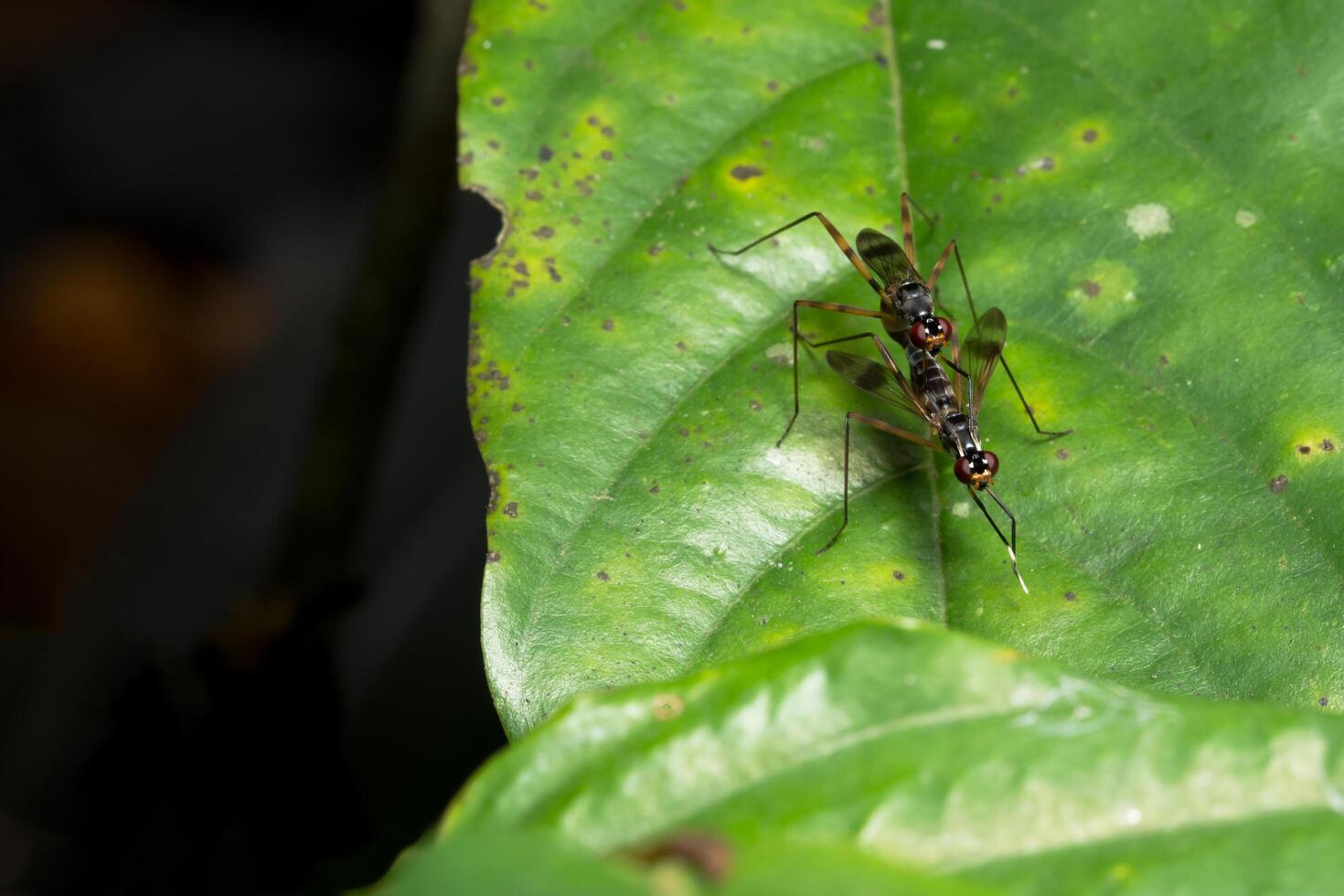 Insect on a leaf photo