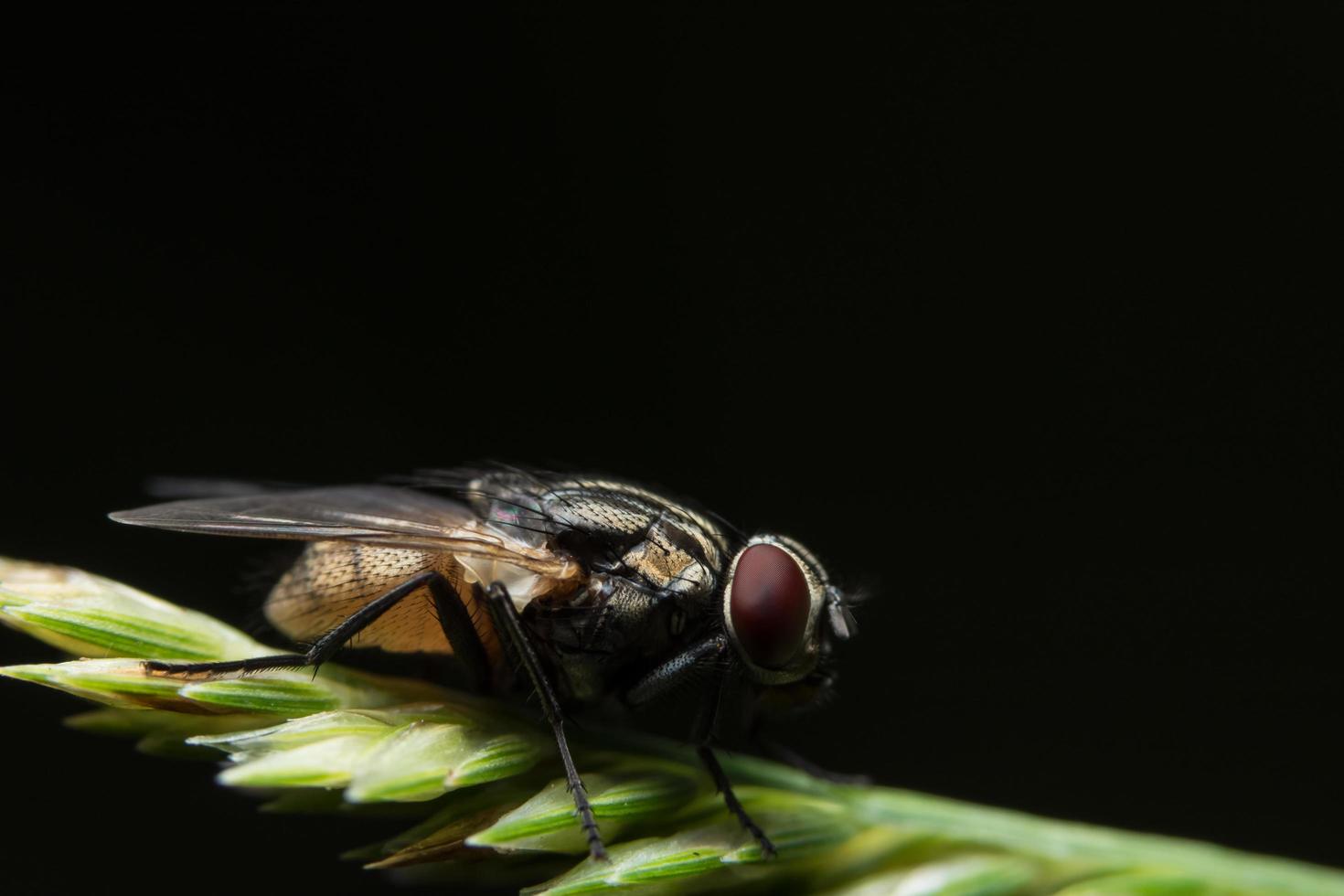 volar sobre la hierba foto