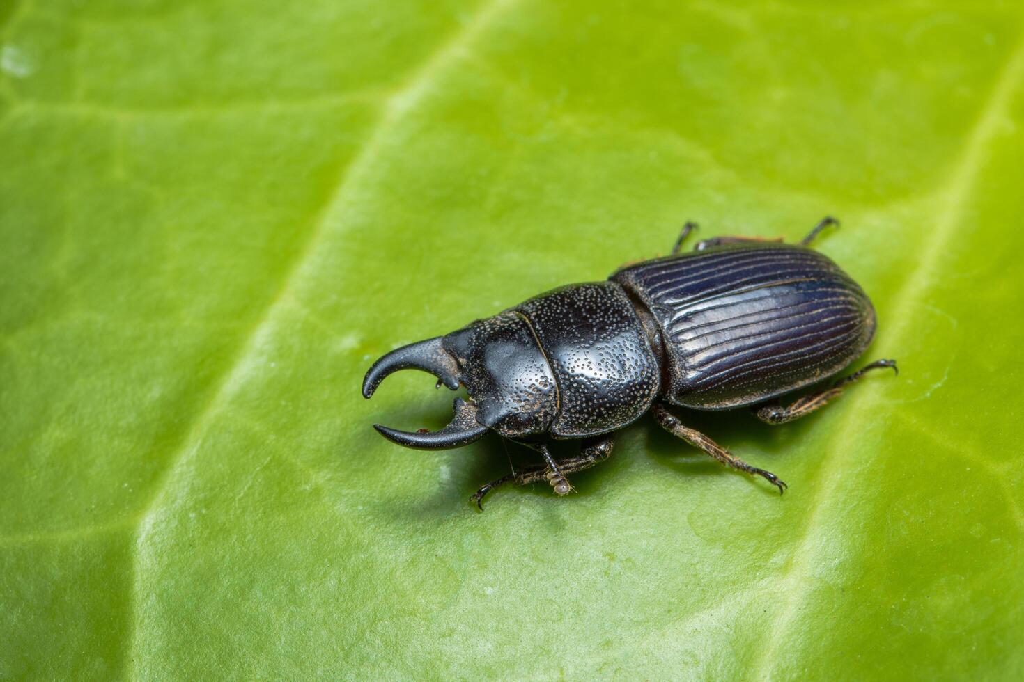 insecto dorcus en una hoja foto