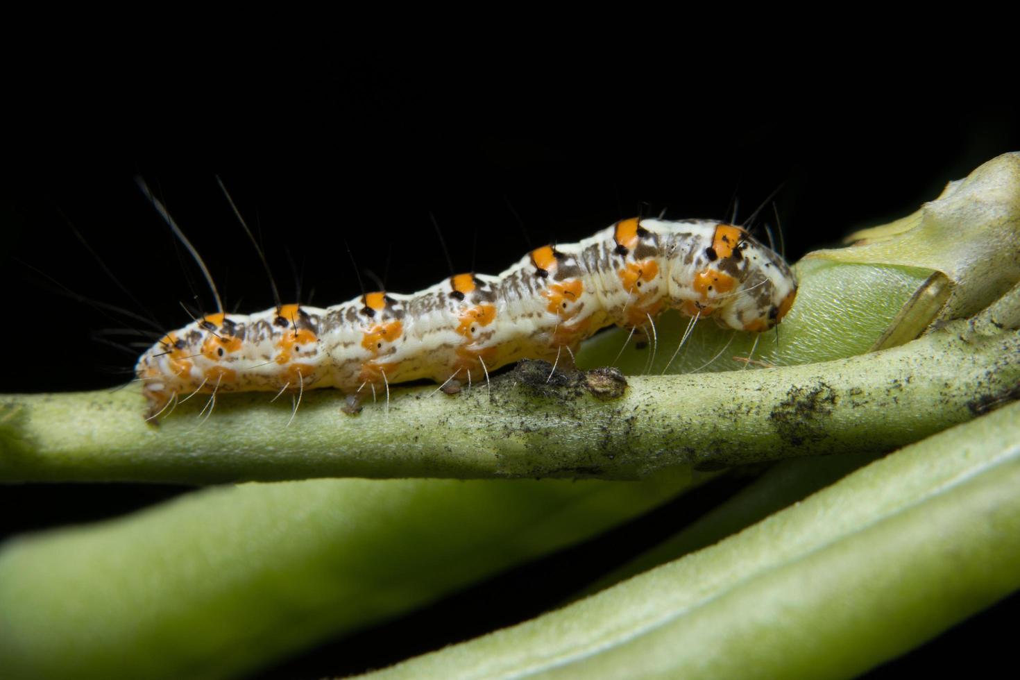 Orange and white worm photo