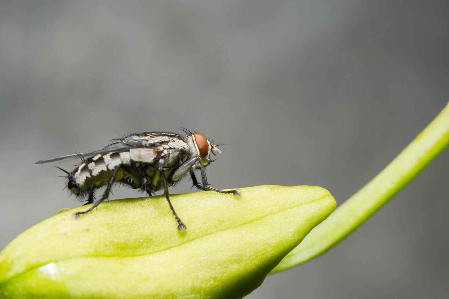 Close-up of fly on a leaf photo