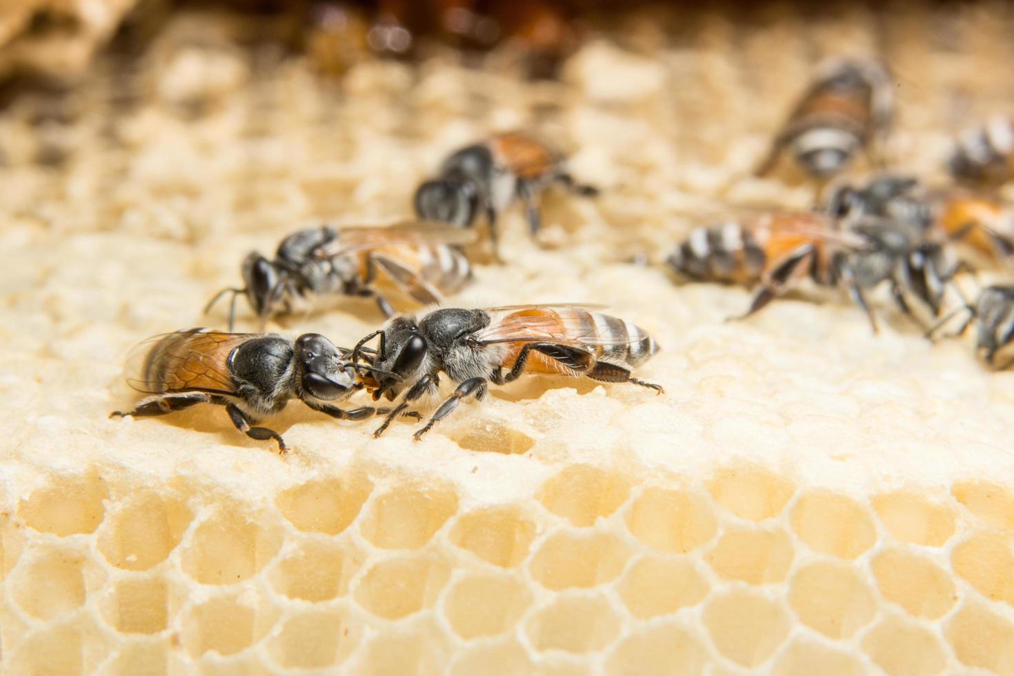 Bees on the beehive photo