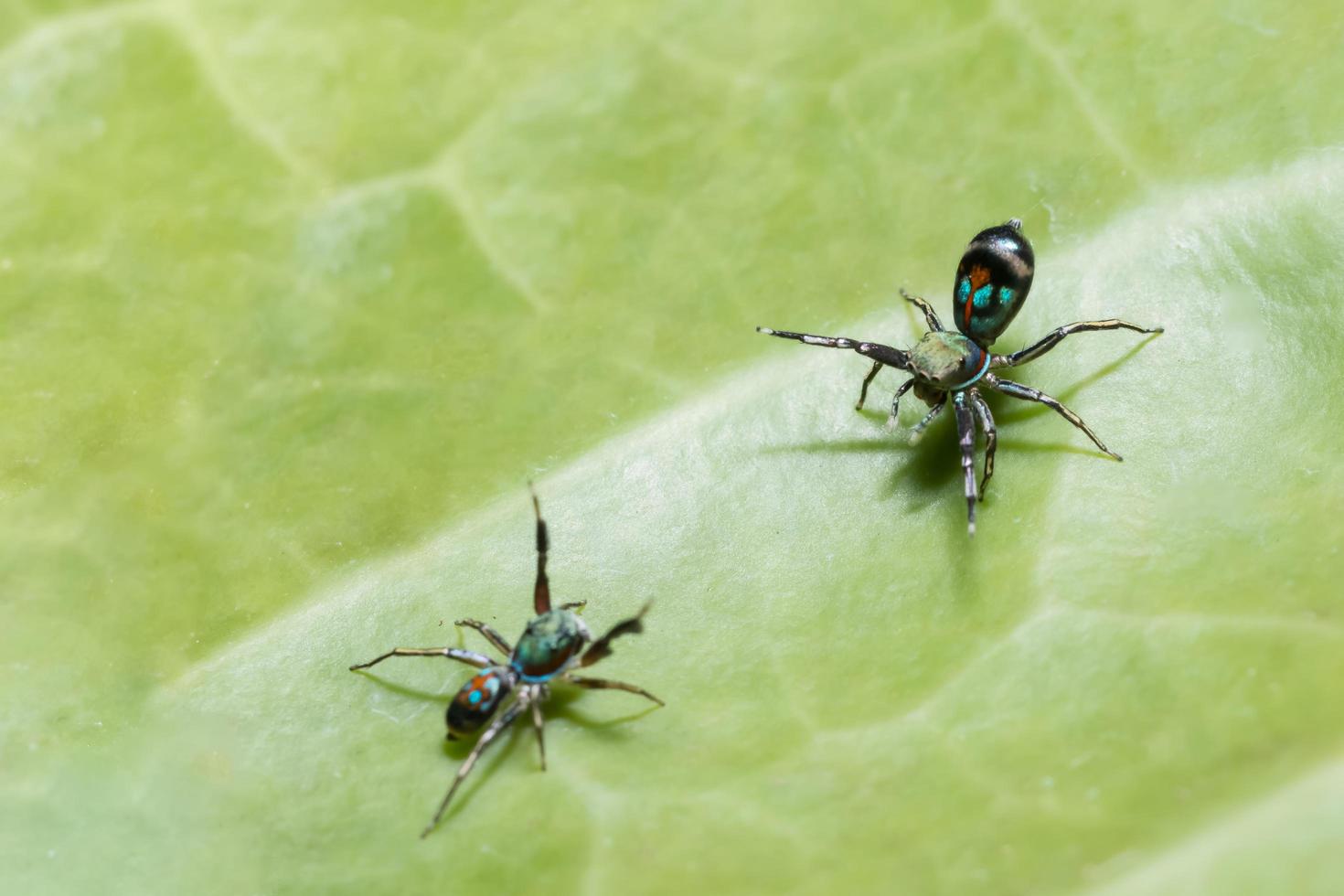 Spiders on a green leaf photo