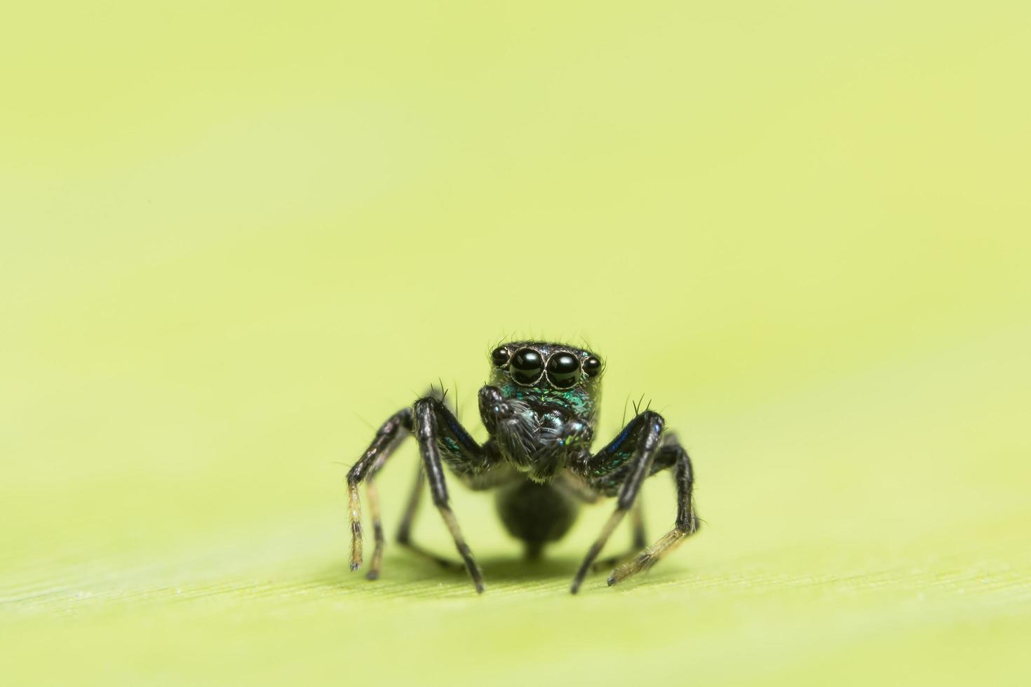 araña sobre fondo verde foto