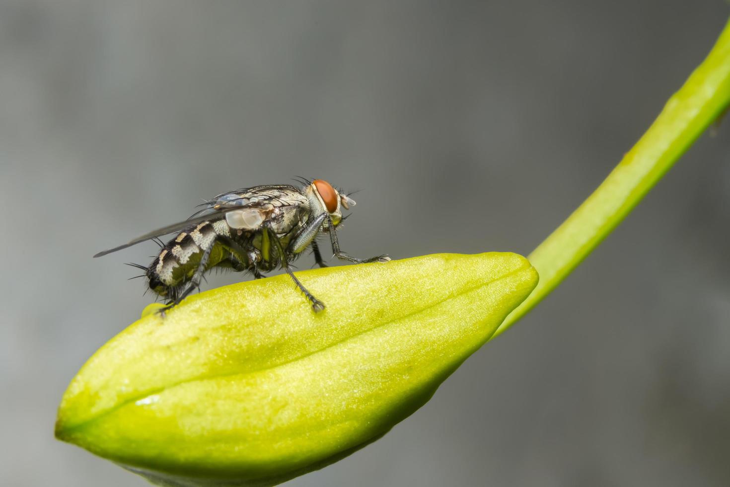 primer plano, de, mosca, en, un, hoja foto