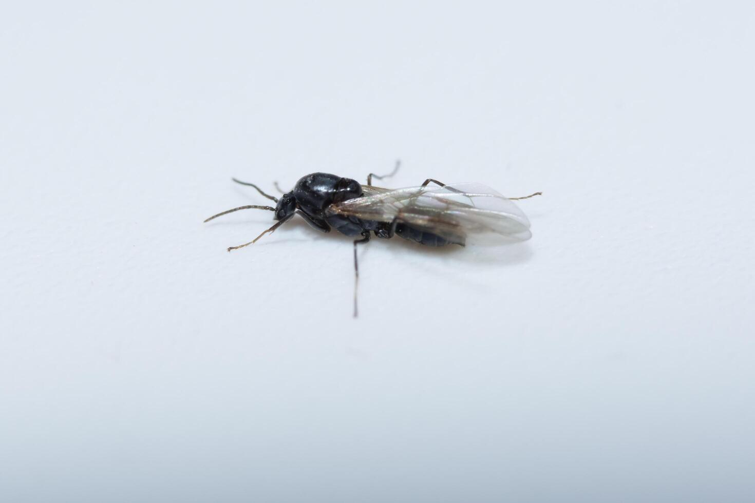 Ant with wings on white background photo