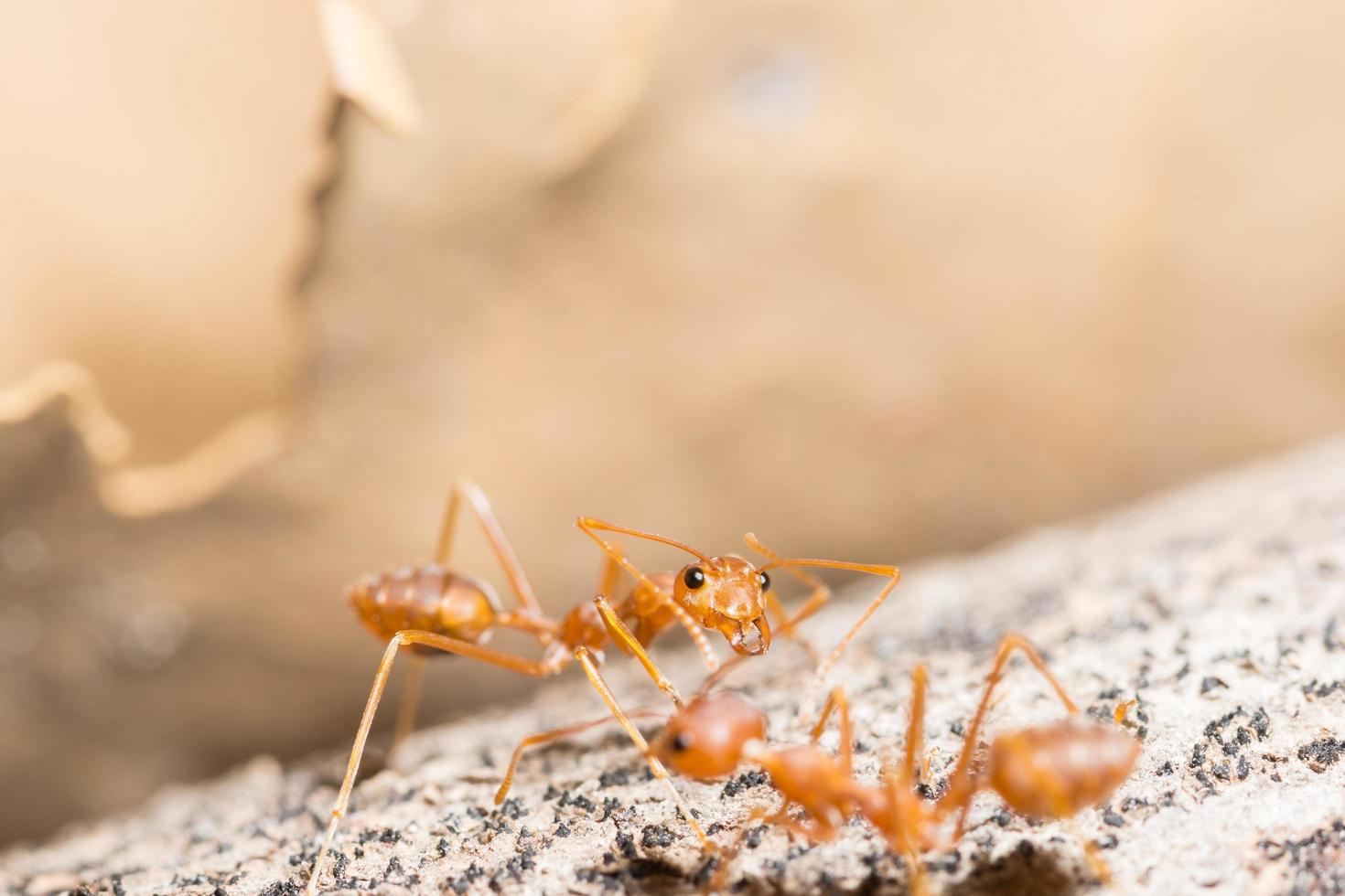 Red ants on the ground photo