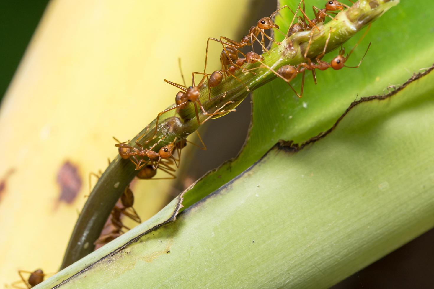 hormigas en una planta foto