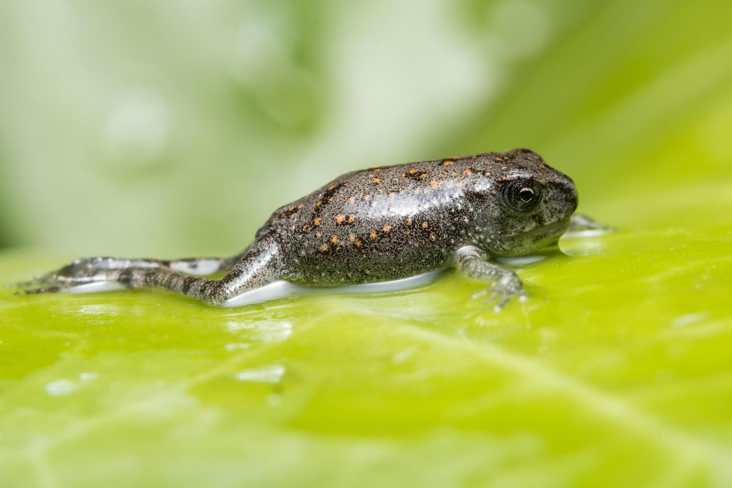 Frog in the water photo