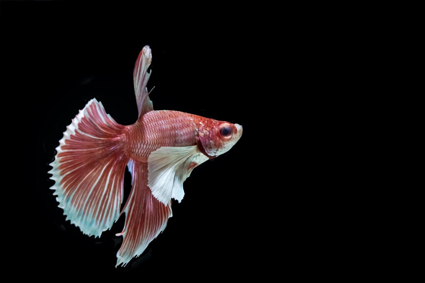 Betta splendens sobre fondo negro foto