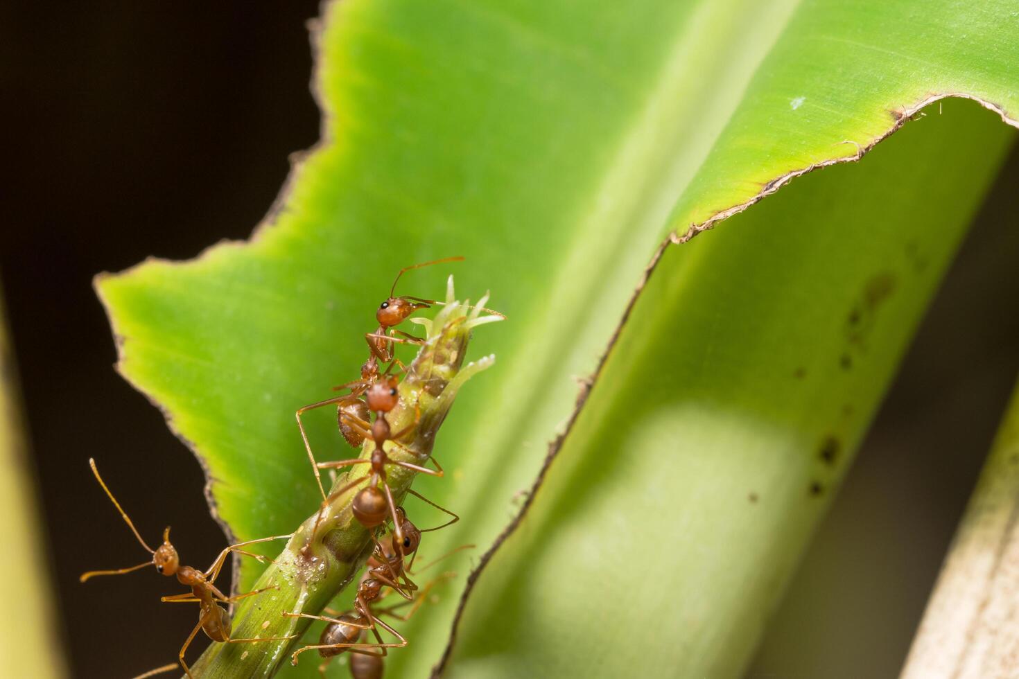 Ants on a plant photo