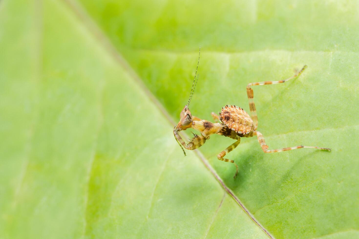 Mantis on a leaf photo