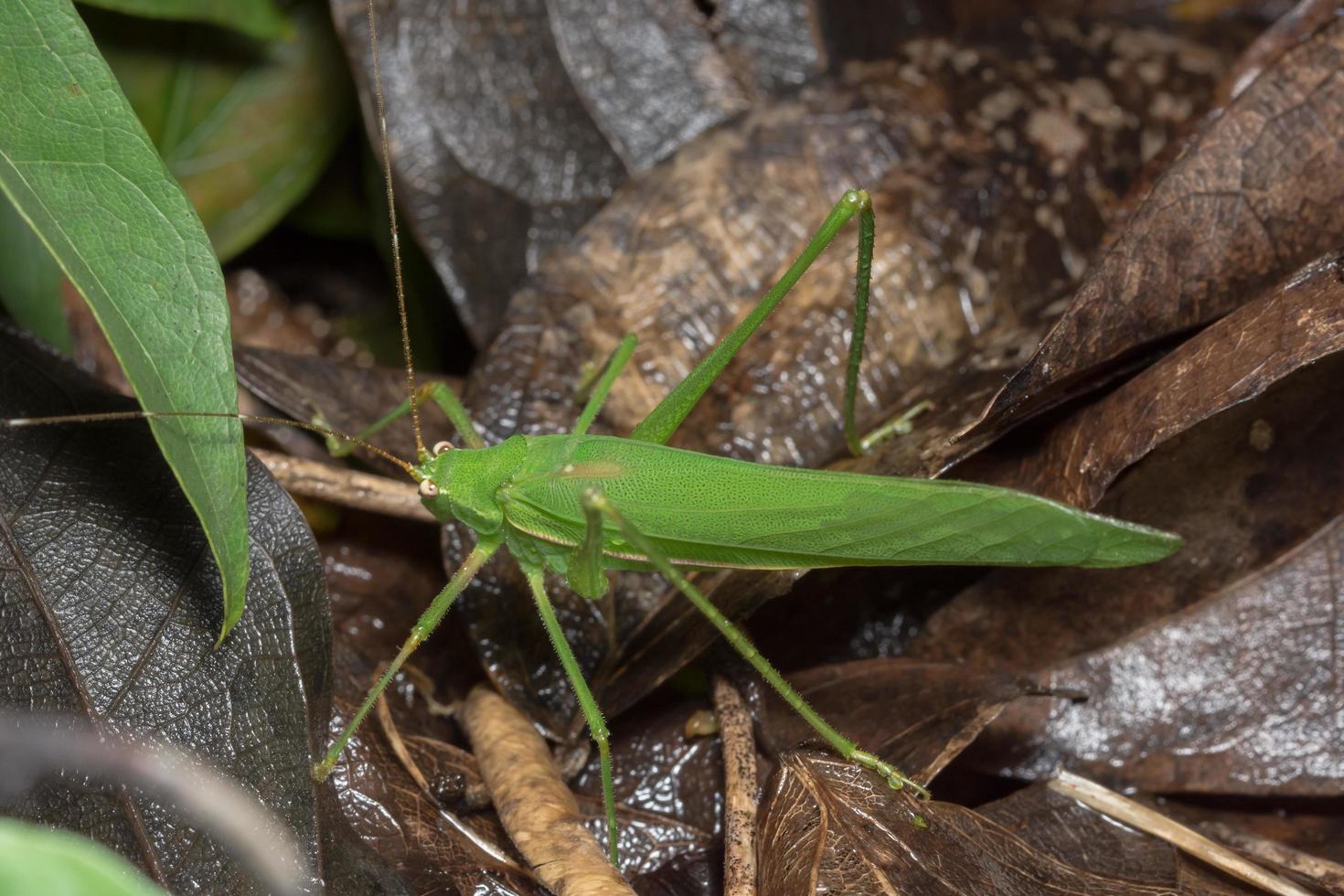 saltamontes verde sobre hojas marrones foto