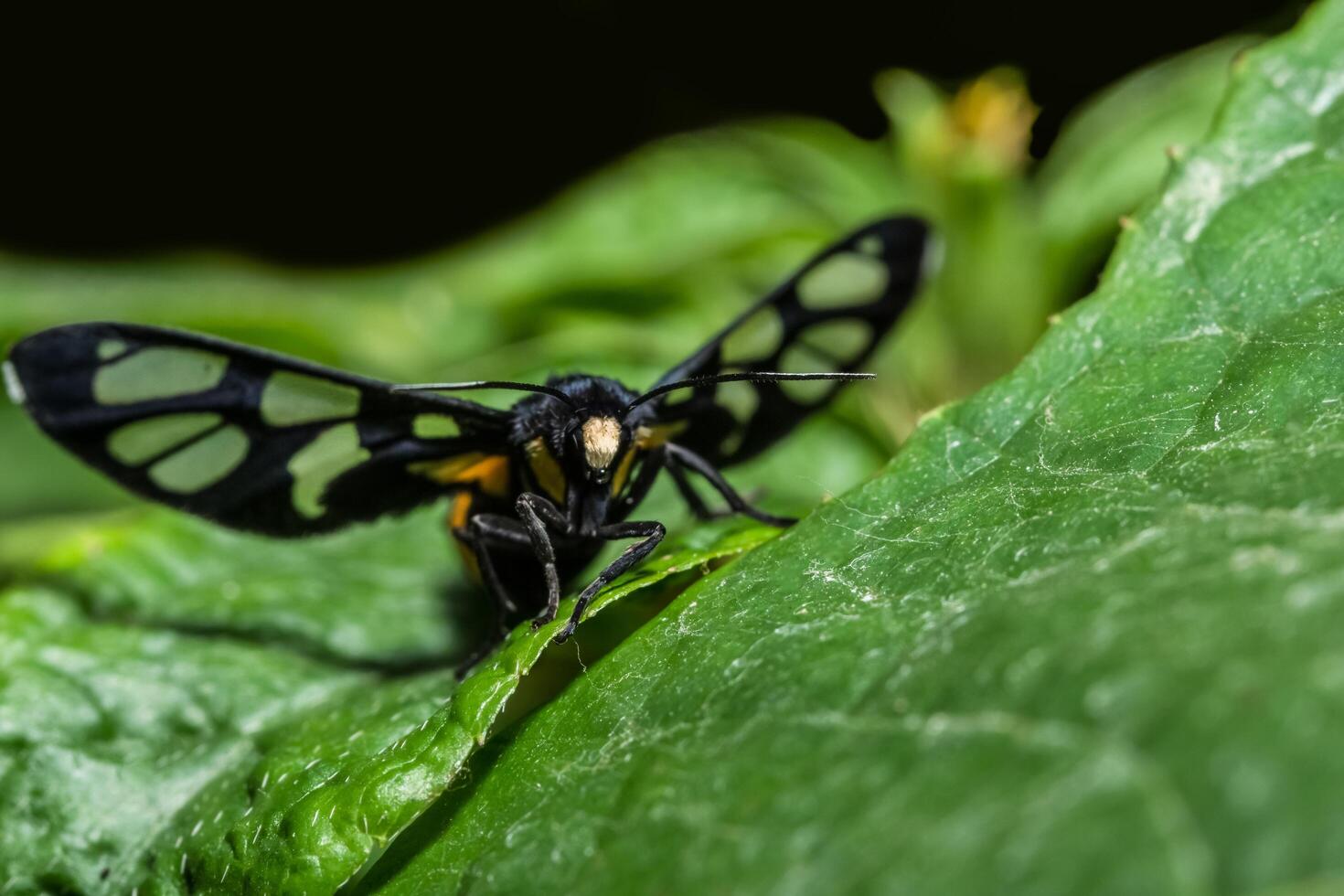 Butterfly on a leaf photo