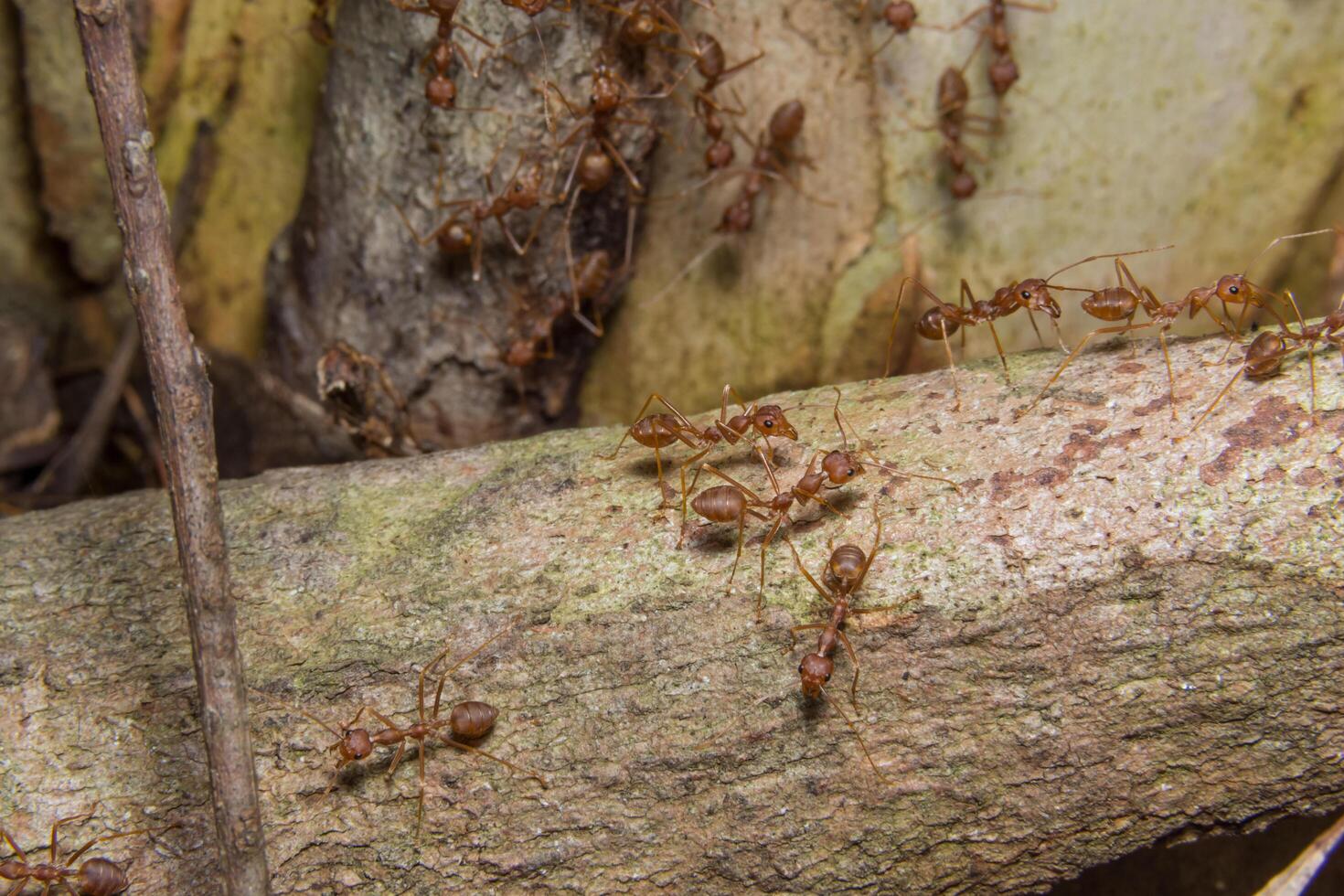 Ants on a tree, close-up photo