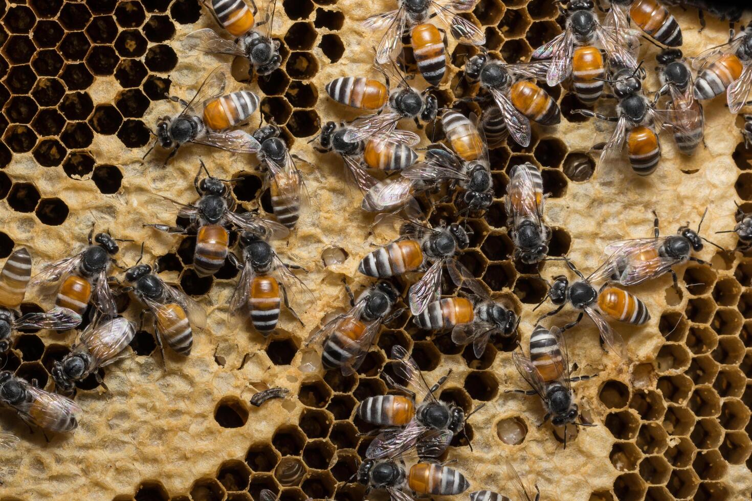 Bees on the beehive photo