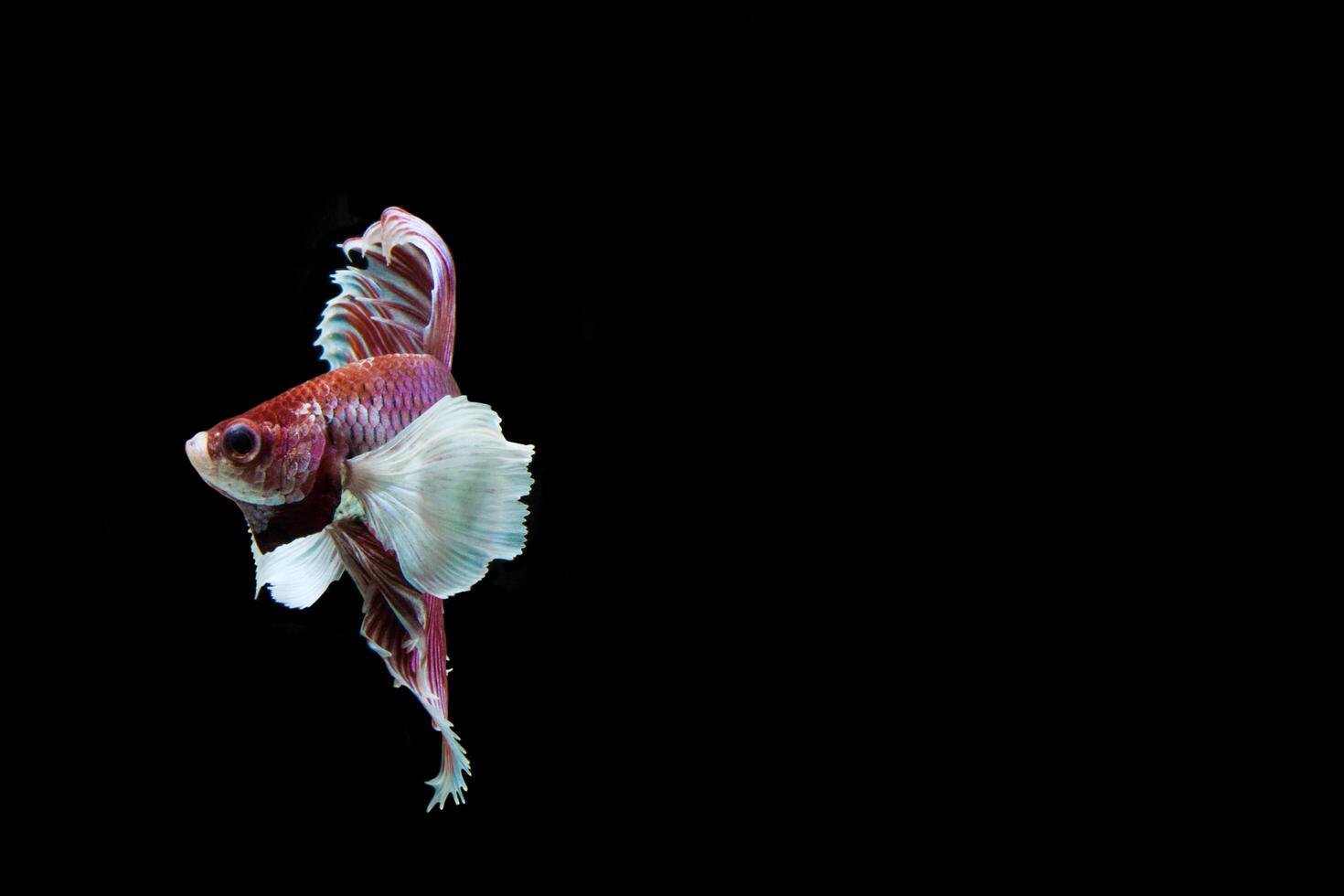 Betta splendens on black background photo