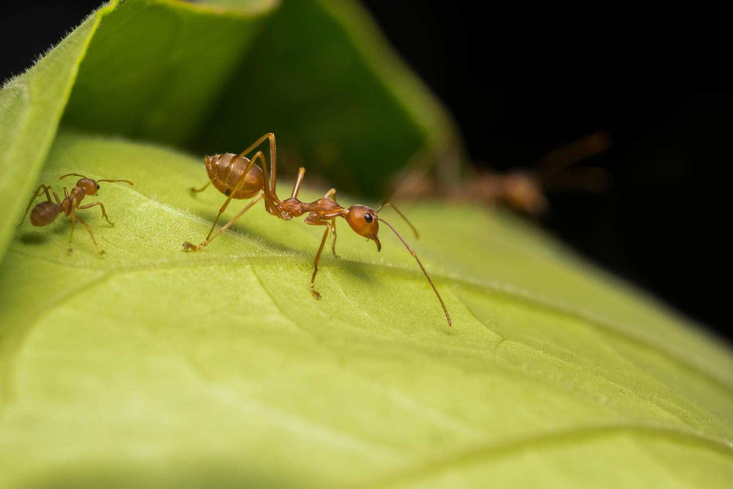 hormiga roja en una hoja foto