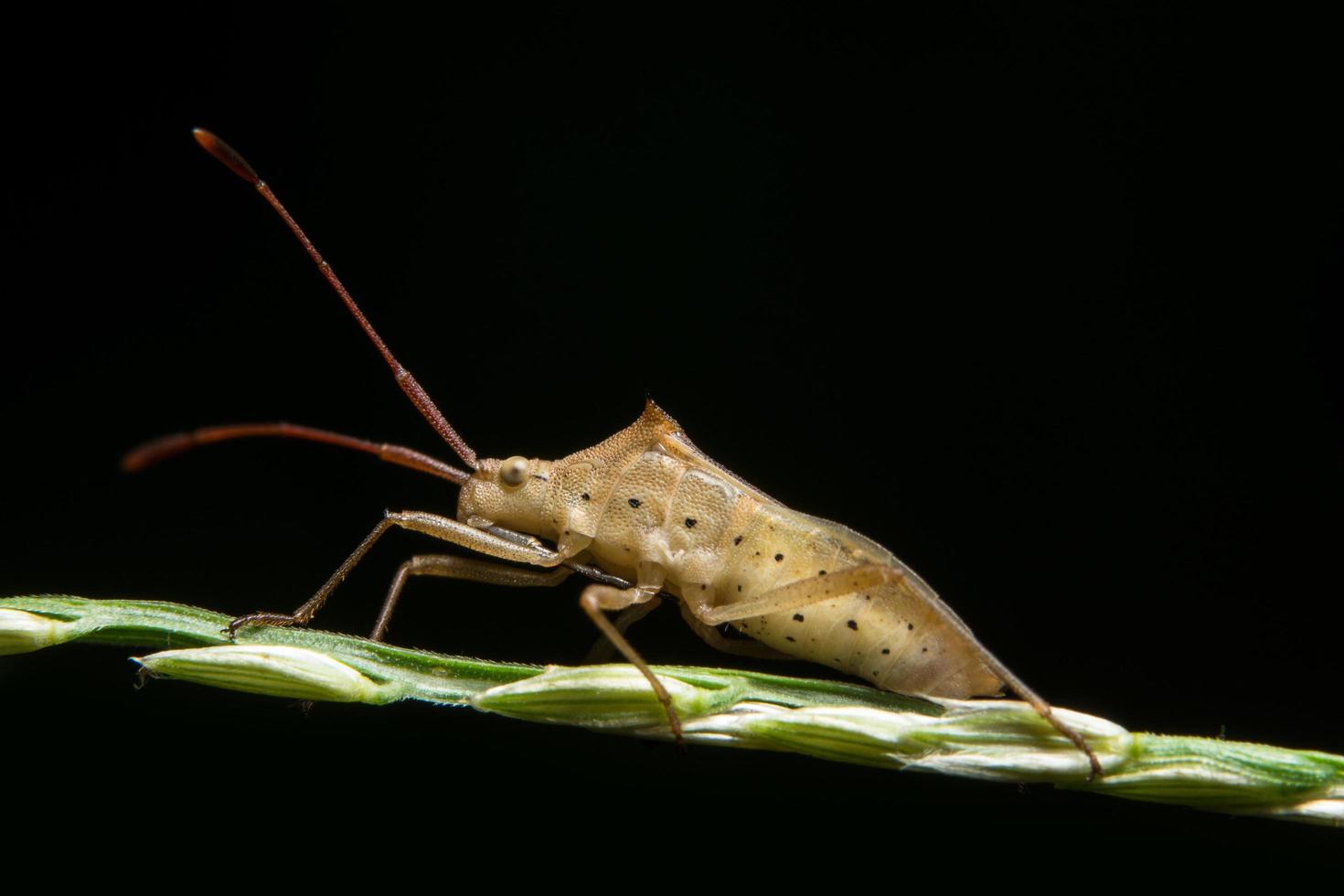 hemiptera en la hierba foto