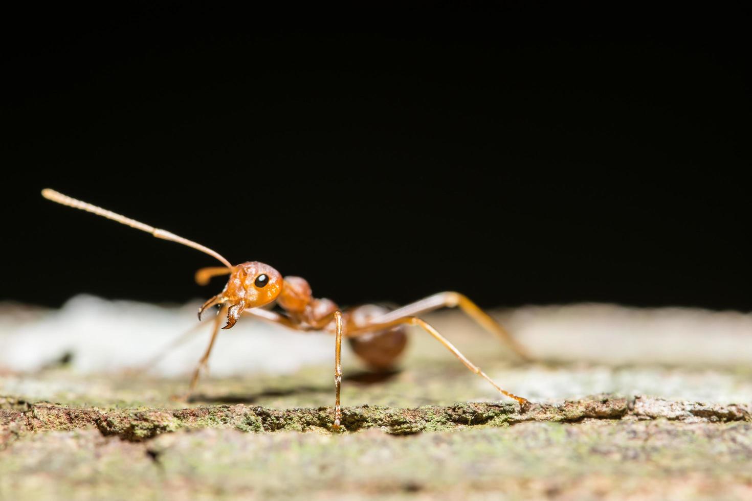 Red ant macro photo